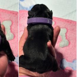 French Bulldog Puppies from Tip Top Bully House