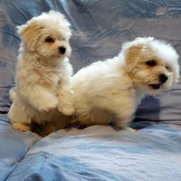 Bichon Frise and French Bulldog Puppies from Sears Kennels