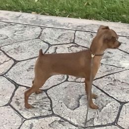 Miniature Pinscher Puppies from Marlex Min Pins