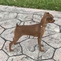 Miniature Pinscher Puppies from Marlex Min Pins