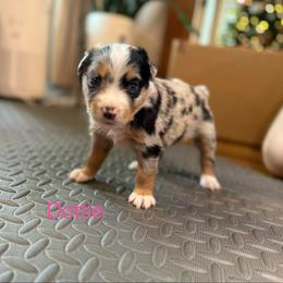 Dottie - Blue merle female Miniature Australian Shepherd puppy in Austin, Texas from Dripping Springs Mini Aussies