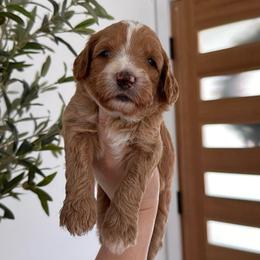 Dolce - Apricot female Goldendoodle puppy in Los Angeles, California from Canary Pawlm Doodles