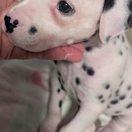 Boy 1 Makita  Blue Collar - White and black male Dalmatian puppy in Sebring, Florida from God It Covered In Spots Dalmatians