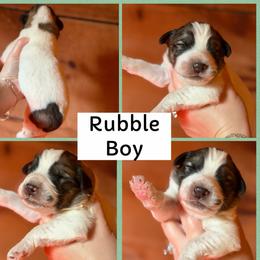 Rubble - White and badger male Great Pyrenees puppy in Paw Paw, Michigan from Mulberry Meadow Farms