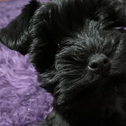 Miniature Schnauzers from Prestigious Schnuazers