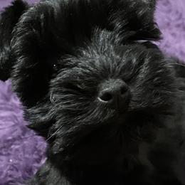Miniature Schnauzers from Prestigious Schnuazers