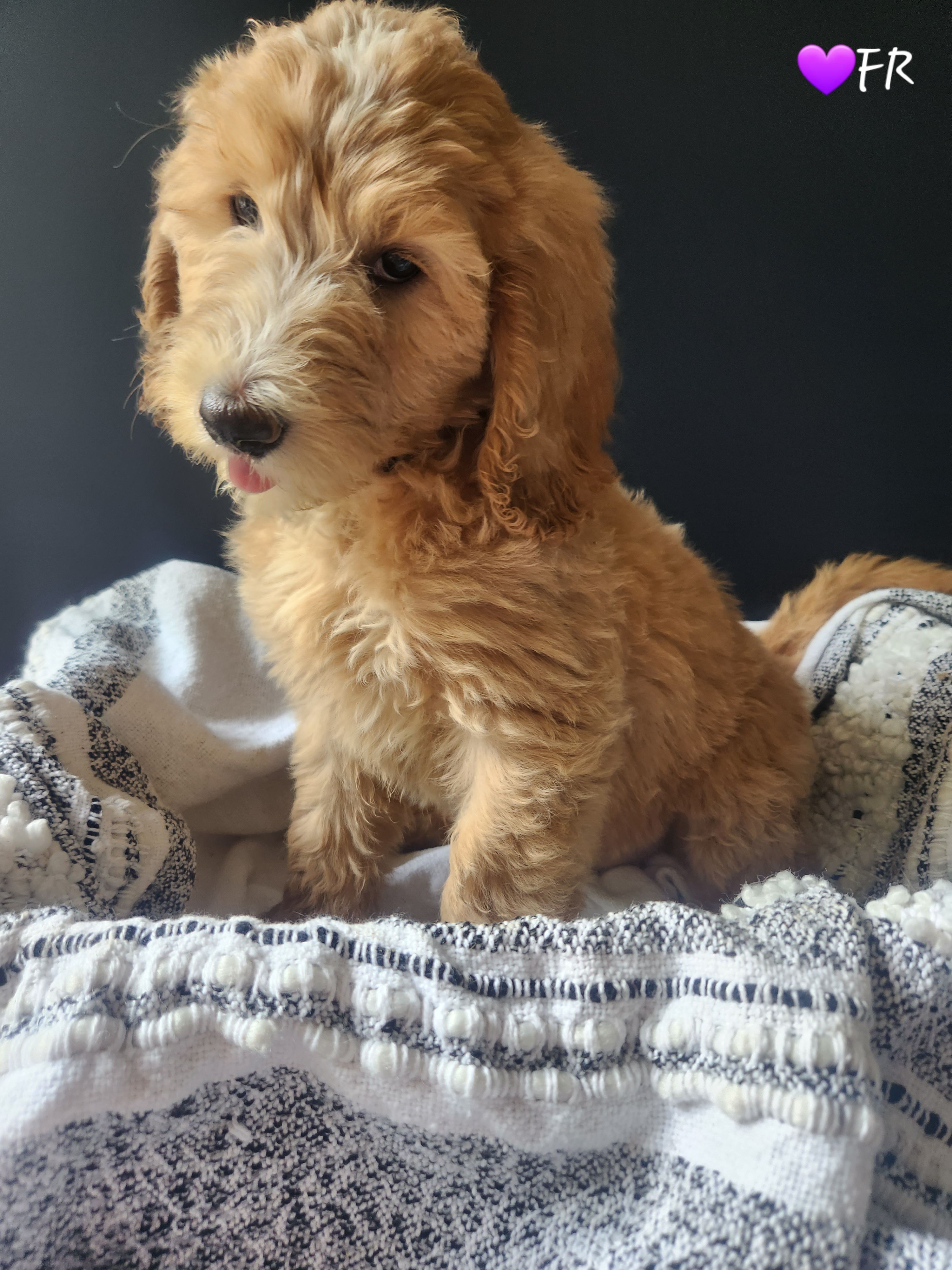 Goldendoodle Puppies from Oodles of Doodles