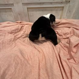 Bulldog Puppies from Bulldog's 4 Brothers