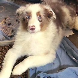 JAMIE - Red merle male Australian Shepherd puppy in Elk Creek, Missouri from Hearts on Fire Australian Shepherds