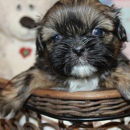 Boy 1 - Red male Shih Tzu puppy in Craig, Colorado from Rocky Mountain Shih Tzus and Dry Creek Miniature Dachshunds