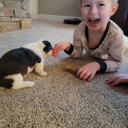 Cardigan Welsh Corgi Puppies from Star N Cardigan Corgis