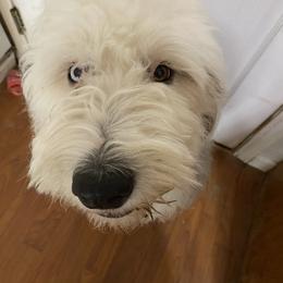 Old English Sheepdog Puppies from Heavinly Blessings Farm Pups - Old English Sheepdog Puppies