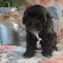 Joey ( Blue collar) - Black and white male Schnoodle puppy in Novinger, Missouri from Stormi Sky Schnoodles