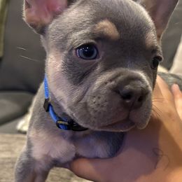 Tater - Blue fawn male French Bulldog puppy in Redmond, Oregon from Ballen Bulldogs