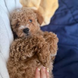 Strawberry - Apricot female Goldendoodle puppy in Gaithersburg, Maryland from Barkins and Company
