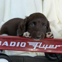 Maroon- 2675 - Piebald male Dachshund puppy in Sonora, Kentucky from Maple Hill Miniature Dachshunds
