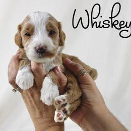 Whiskey - Red  male Goldendoodle puppy in Casa Grande, Arizona from AzDoodle Dandies