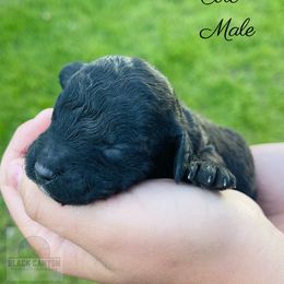 Boy 4 - Black Double Doodle puppy in Prineville, Oregon from Black Canyon Doodles