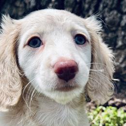 Sawyer - Piebald male Dachshund puppy in Bentonville, Arkansas from T & D Dachshunds by design