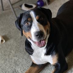 Greater Swiss Mountain Dogs from Legacy Creek