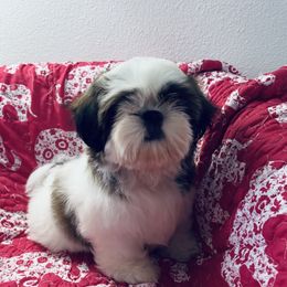 Smallest puppy male - Red and white male Shih Tzu puppy in Redmond, Oregon from Jazzie Shih Tzu