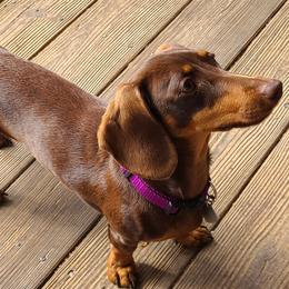 Gator - Dachshund