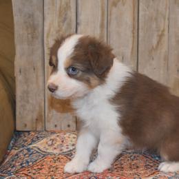 Liberty - Red tri-color female Australian Shepherd puppy in San Tan Valley, Arizona from Mott Ranch - Blazin' Sun Aussies