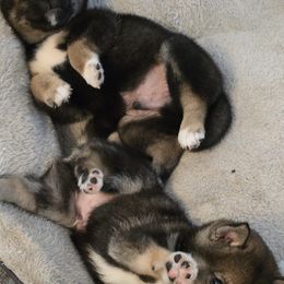Shiba Inu Puppies from ScrapiShibas