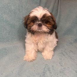 Shiloh - Tricolor male Shih Tzu puppy in California from Boodaboo Shih Tzu’s