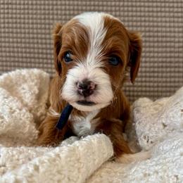 Navy - Red  male Goldendoodle puppy in Fruita Colorado, Colorado from Oodles of Teacup Doodles