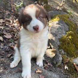 Hunter - Red tri-color male Australian Shepherd puppy in Grants Pass, Oregon from Carmel Mountain Aussies