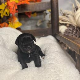 Hank - Black male Miniature Schnauzer puppy in Liberty, Texas from Texas Small Town Schnauzers