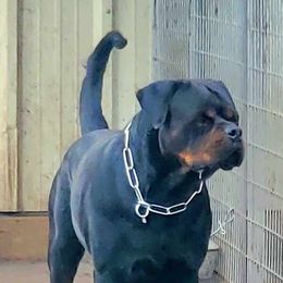 Bacardi - Rottweiler