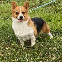 Waylon - Pembroke Welsh Corgi