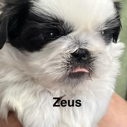 Zeus - Black and white male Shih Tzu puppy in Bloomfield, Indiana from Meihem Pups