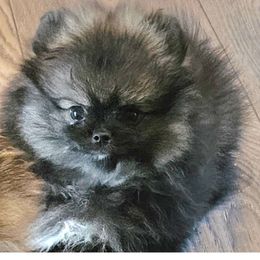 Pomeranian Puppies from Bear Valley Pomeranians