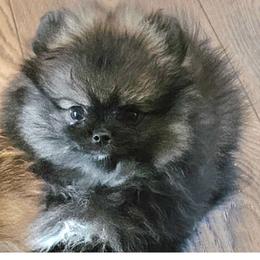Pomeranian Puppies from Bear Valley Pomeranians