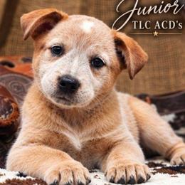 Junior - Red mottled male Australian Cattle Dog puppy in Chillicothe, Missouri from TLC Cattle dogs