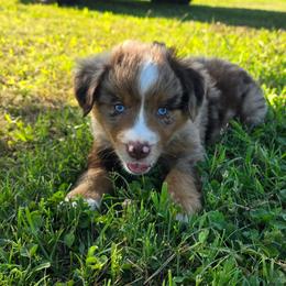 Piston - Red merle male Miniature Australian Shepherd puppy in Paris, Texas from Blue Envy Mini Aussies