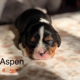 Aspen - Tri-color male Cavalier King Charles Spaniel puppy in Middletown, Ohio from CreekSong Farm Cavaliers