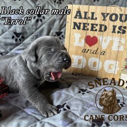 Errol - Gray brindle male Cane Corso puppy in Altoona, Alabama from Snead’s Cane Corso Kennel