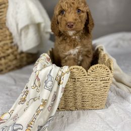 Goldendoodle Puppies from Joe and Dogs