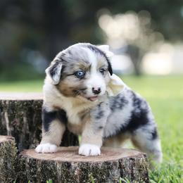 Monroe - Blue merle female Miniature Australian Shepherd puppy in White Oak, Texas from Triple Lake Ranch Miniature Australian Shepherds