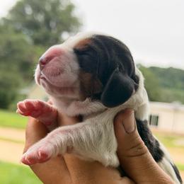 Roland - Black white and brown male Basset Hound puppy in Conway, Missouri from Ozark Mountain Kennel