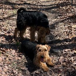 Phoenix - Welsh Terrier