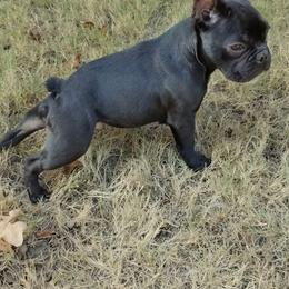 Maverick Stone - Brindle male French Bulldog puppy in Sallisaw, Oklahoma from Grayhill Kennel's