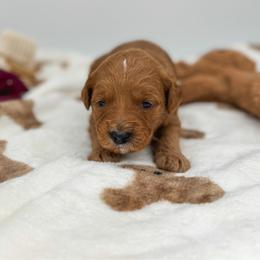 Winnie - Red  female Goldendoodle puppy in New Harmony, Indiana from Cottonwood Farms