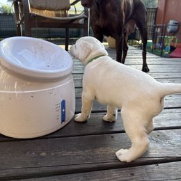 Dilute Retriever and Labrador Retriever Puppies from Longleaf Labradors