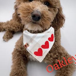 Goldendoodle Puppies from Graystone Doodles
