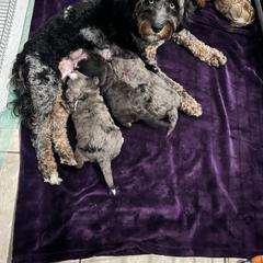 Aussiedoodle, Australian Mountain Doodle, Bernedoodle, Cavapoo, and Goldendoodle Puppies from CocoLove Doodles